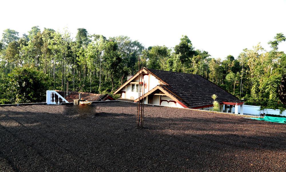 Coffee Native - A Family Homestay Mudigere Pokój zdjęcie